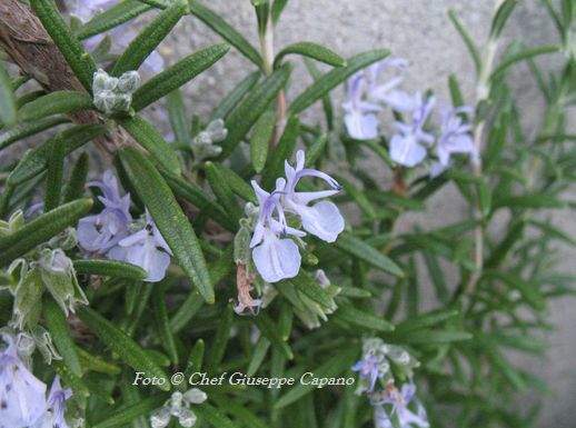 Rosmarino fiori