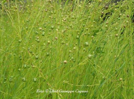Lino pianta