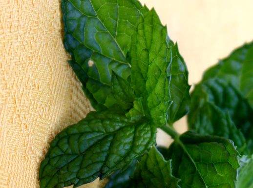 Menta foglie