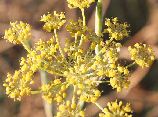 Fiori semi finocchio