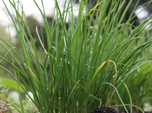 Un erba da cucina molto speciale Erba cipollina bagnata 518