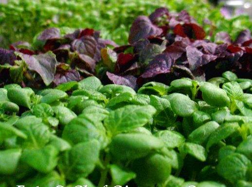 Erbe miste a foglia 518