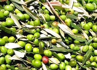 Belle notizie dai campi di olive Olive raccolte doria 518