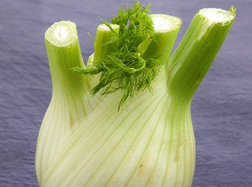 Finocchio singolo 518