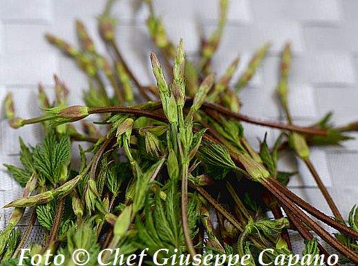 I buoni getti del luppolo selvatico Bruscandoli aprile 2016 518