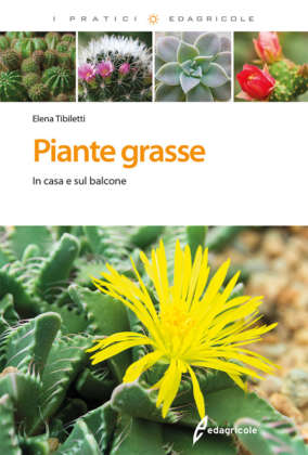 Piante grasse. In casa e sul balcone Piante grasse