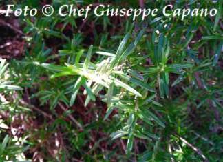 rametto-rosmarino-sole-518