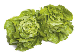 Vellutata di lattuga al timo e maggiorana