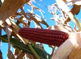 La finanza utile al servizio dell’agricoltura biologica