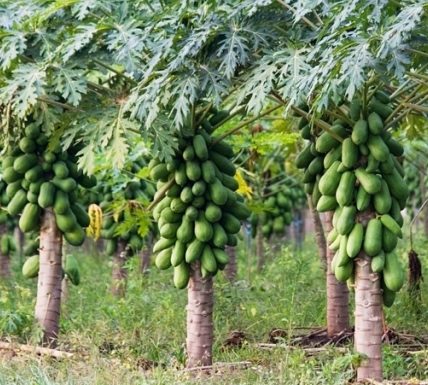 Caldo, come cambia l’agricoltura