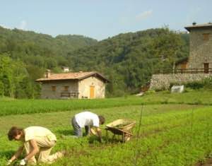 L’agricoltura biologica è anche più redditizia per gli agricoltori
