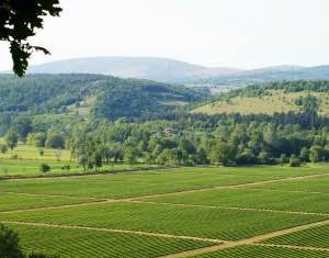 “Organizzare di più la filiera del biologico per rispondere alla domanda crescente e difendersi dalle importazioni”