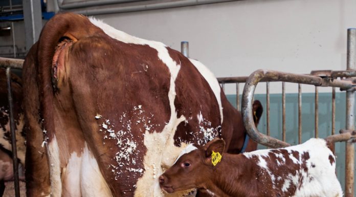 “Il latte biologico italiano: analisi del contesto e indicazioni per la crescita”