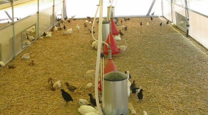 “A rischio estinzione il 17% delle razze animali da allevamento”