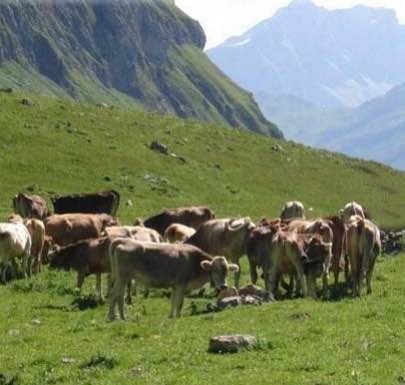 La carne bovina bio entra da McDonald