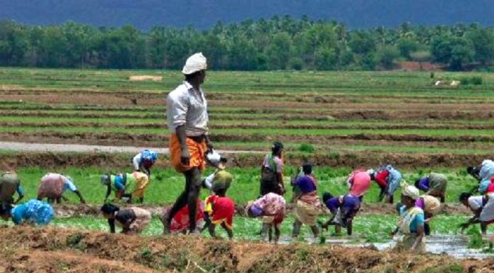 Continua la crescita del biologico nel mondo
