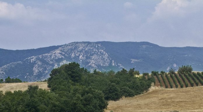 Dieci azioni per lo sviluppo dell’agricoltura biologica