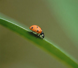 La sostenibilità dell’agricoltura biologica