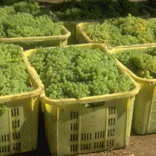 In Lombardia cresce la conversione al biologico