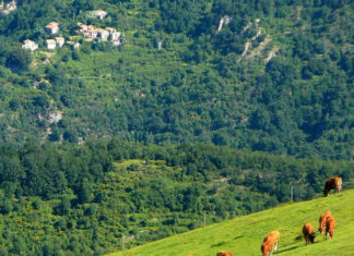 “Meno carte, più controlli sul campo”