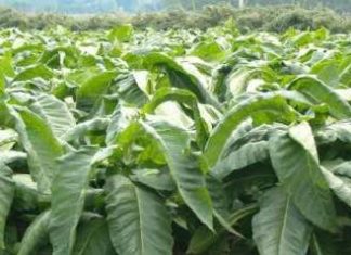 Tabacco biologico? Si può fare, volendo