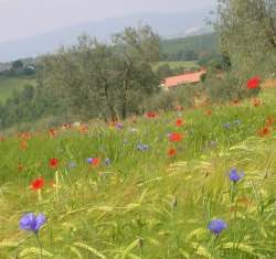 «Uso sostenibile dei fitosanitari? No, il futuro è il biologico»