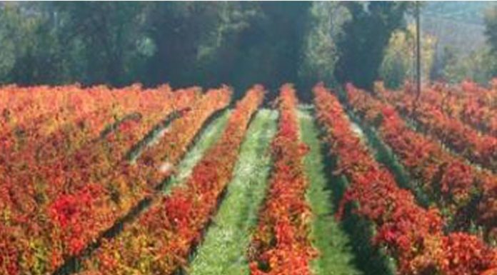 Nei vigneti del Montefalco