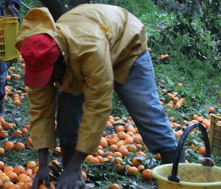 Rapporto sullo sfruttamento dei lavoratori migranti in agricoltura