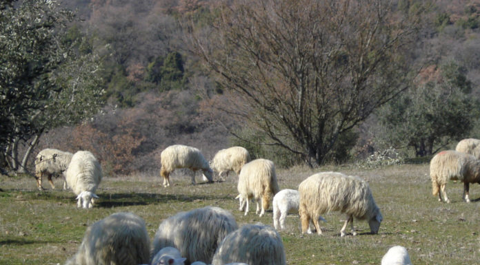 Agricoltura: aumenta la produzione e l’occupazione nelle aziende