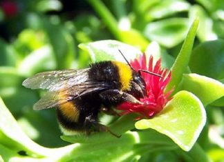 Il Parlamento UE riconosce i “diritti” delle api