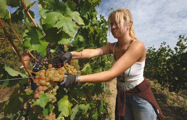 Il biologico è in salute