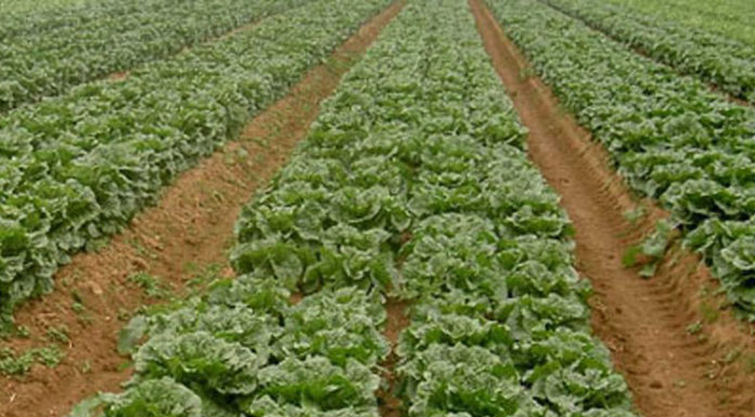 Produzione orticola biologica e convenzionale a confronto: in biologico migliore la fertilità del suolo