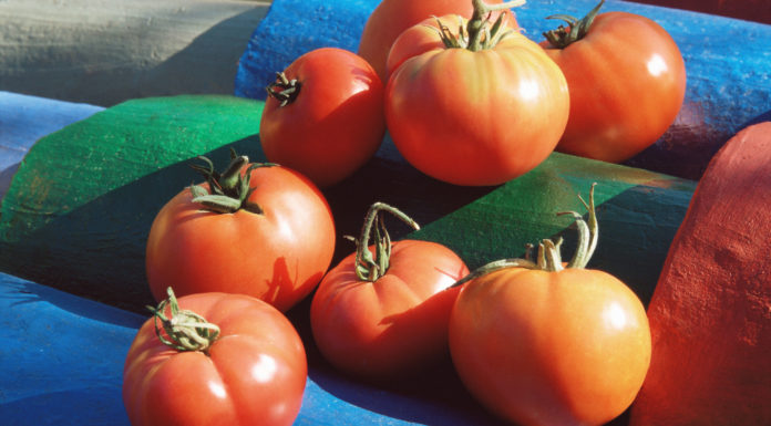 Il pomodoro bio fa bene al cuore