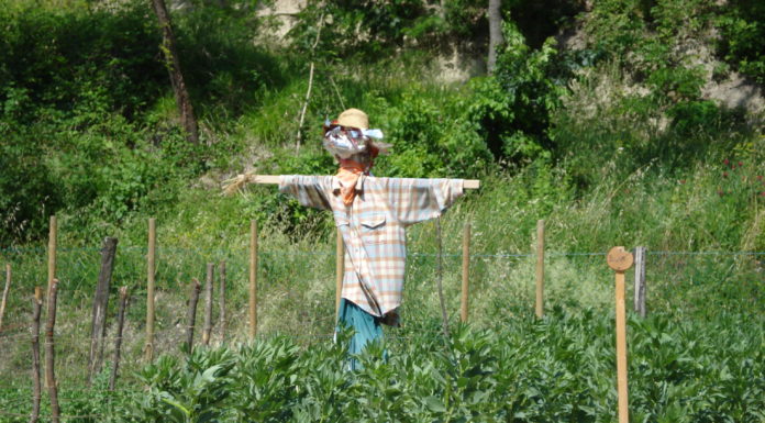 Le ragazze e i ragazzi degli Istituti Penali Minorili portano in tavola i prodotti del loro orto