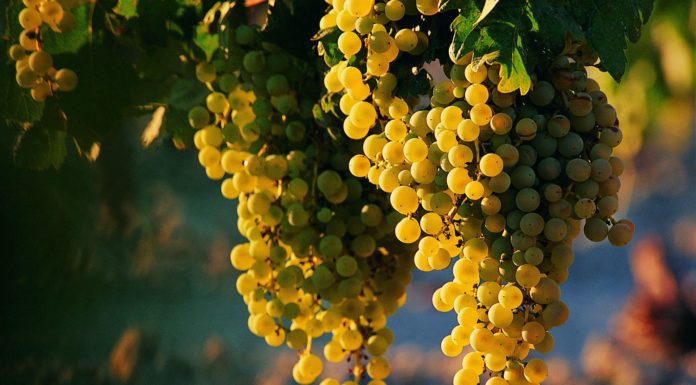 Rinviata in Italia l’entrata in vigore del Regolamento europeo sul vino biologico?