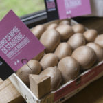 Il Fungo Bio di Hortoitalia