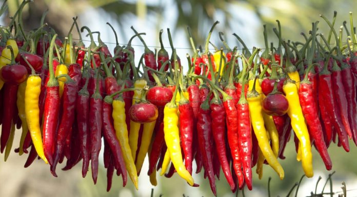 Un condimento aromatico al peperoncino