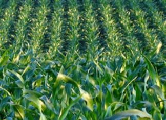 Ogm, ovvero: le promesse non mantenute