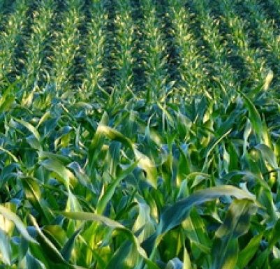 Ogm, ovvero: le promesse non mantenute