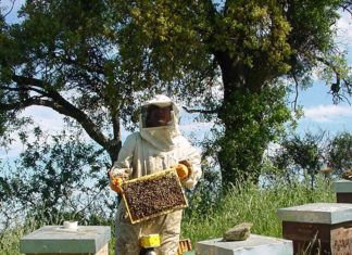 Api minacciate dai pesticidi più comuni