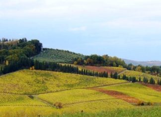 I biodistretti, un nuovo modello di sviluppo rurale?
