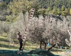Verso una conversione ecologica globale dell’agricoltura?