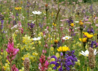La biodiversità è calata sotto il livello di guardia nel globo