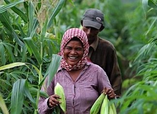 L’agricoltura biologica può sfamare il mondo?