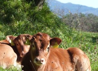 Non c’è carne radioattiva nel Biodistretto della Val di Vara