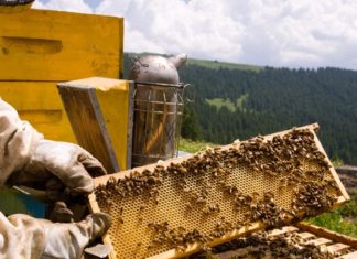 L’UE rinnova lo stop ai neonicotinoidi almeno fino ad autunno 2017