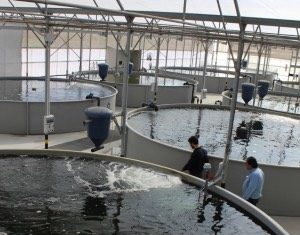 Un sistema di acquacoltura basato sul ricircolo idrico, può essere biologico?