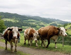 Ancora nulla di fatto, se ne riparla l’anno prossimo