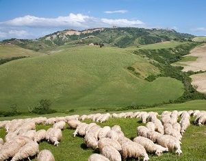 La Spagna resta il paese leader per l’agricoltura biologica