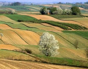 OK Net Arable